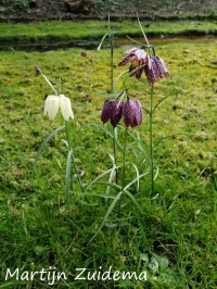 Leliefamilie [Liliaceae]